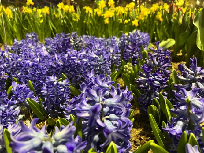 Want your garden to smell  as good as it looks? These  flowers can do the job